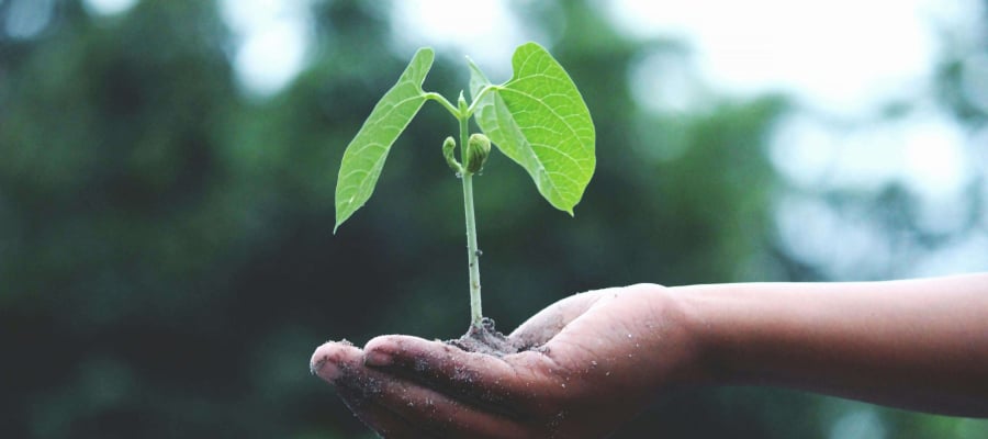 Green Bonds and How They Work