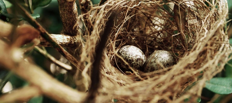 Is NEST a Good Pension?