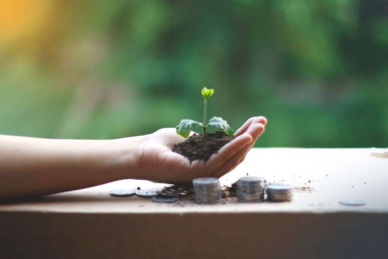 a plant growing over a hand which is hovering over a pile of coins